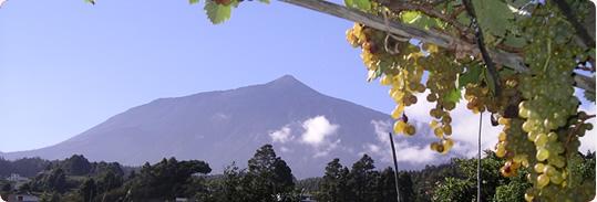 I Vini dell’isola di Tenerife – Ycoden Daute Isora