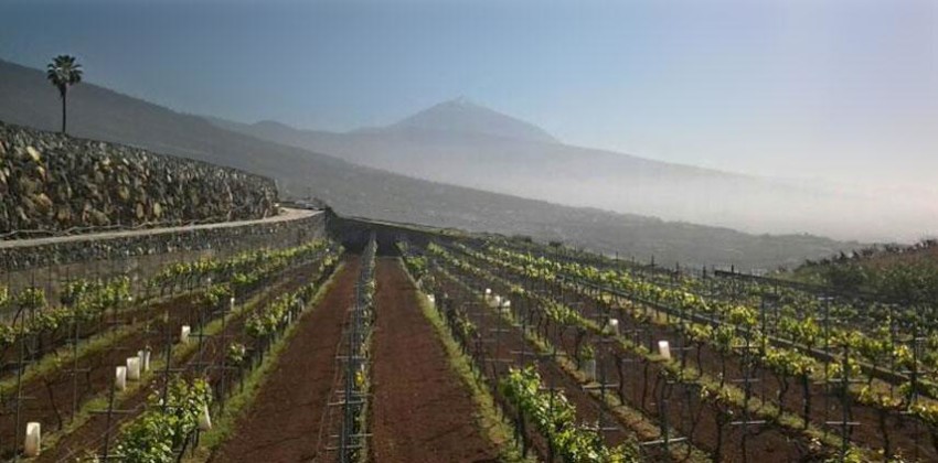 I Vini di Tenerife – D.O. Tacoronte Acentejo